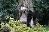 CHIEN NU CHINOIS 252